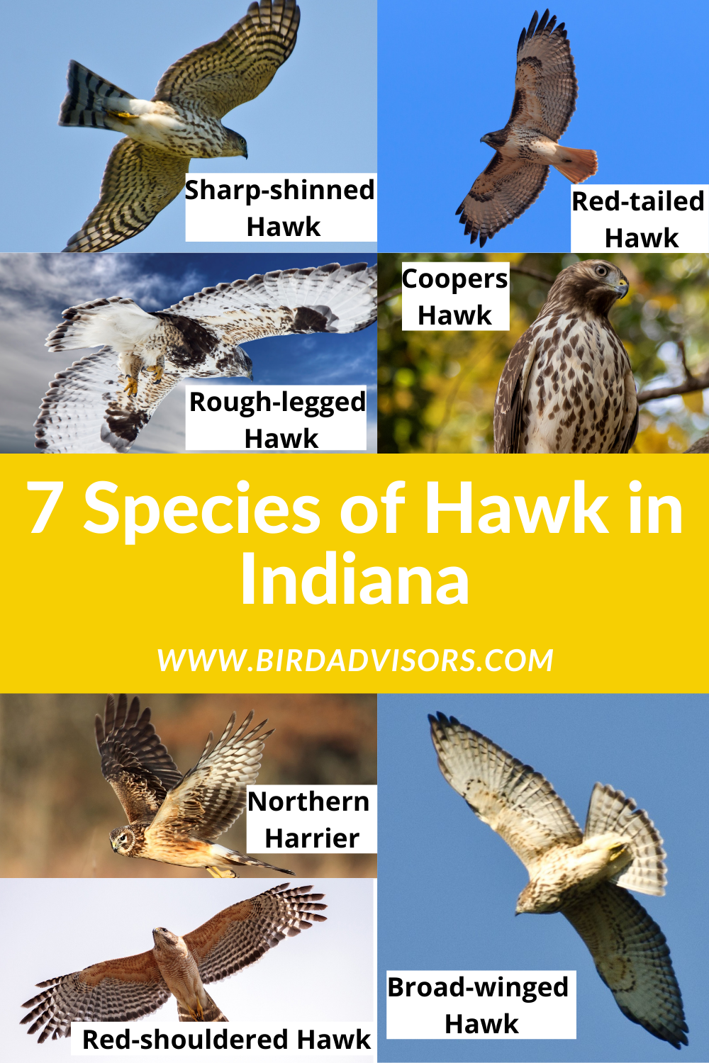 7 Species of Hawk in Indiana Bird Advisors