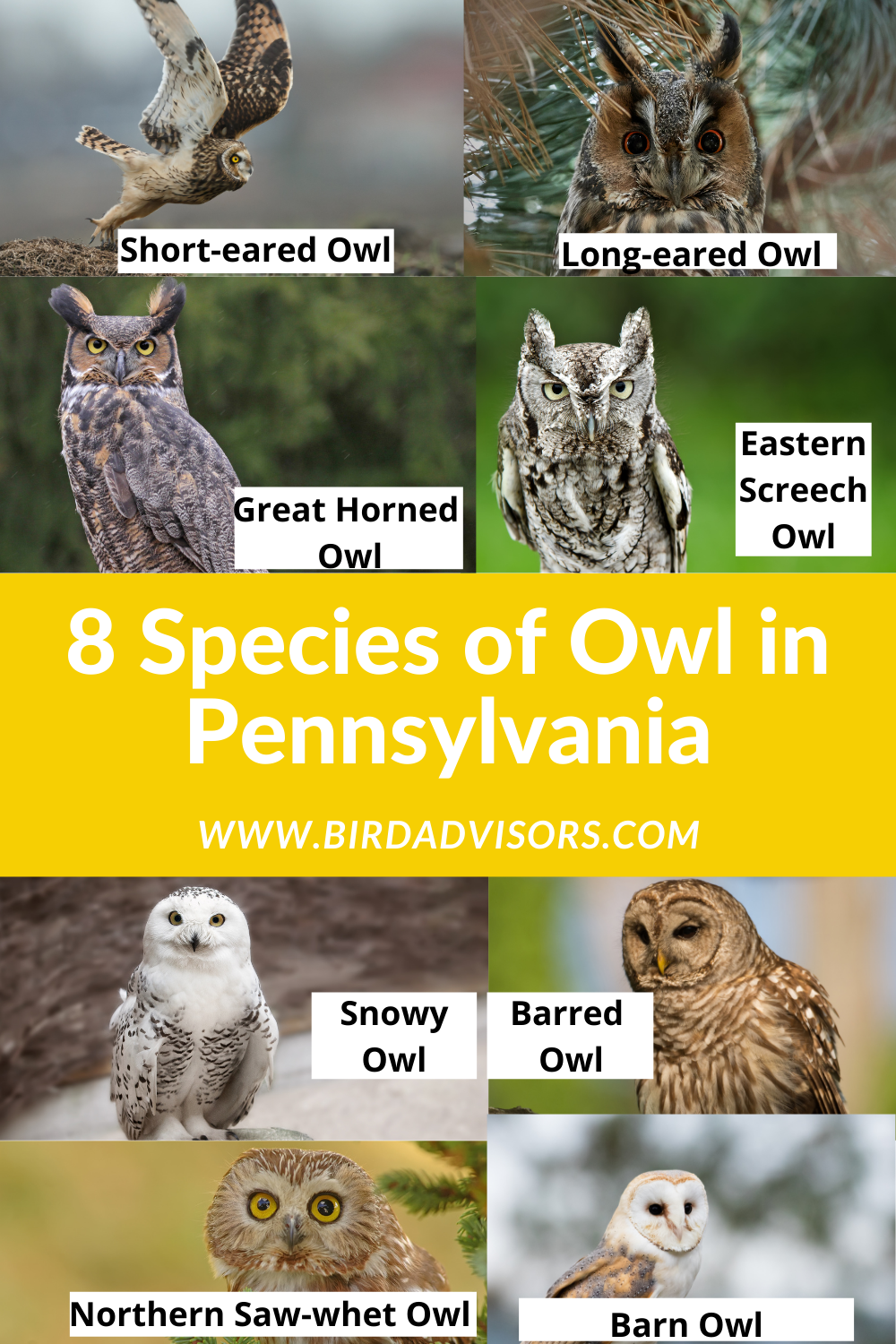 8 Species of Owl in Pennsylvania Bird Advisors