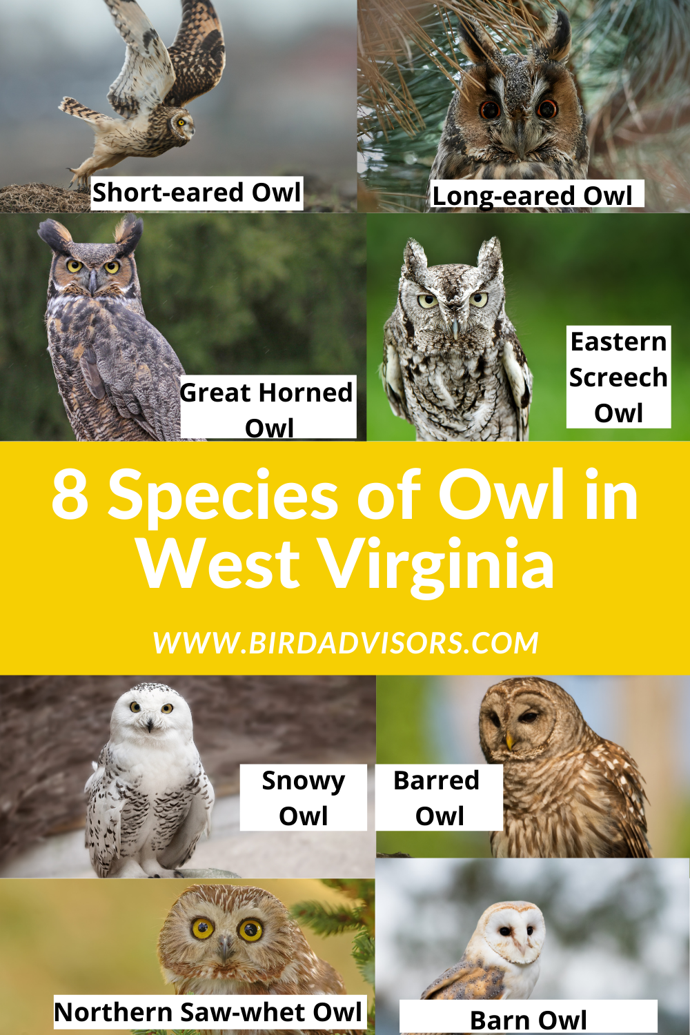 8 Species of Owl in West Virginia Bird Advisors