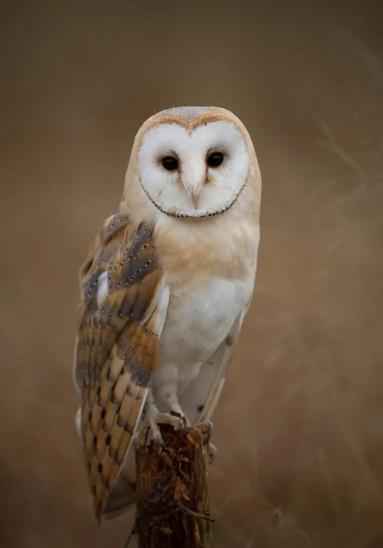 barn owl