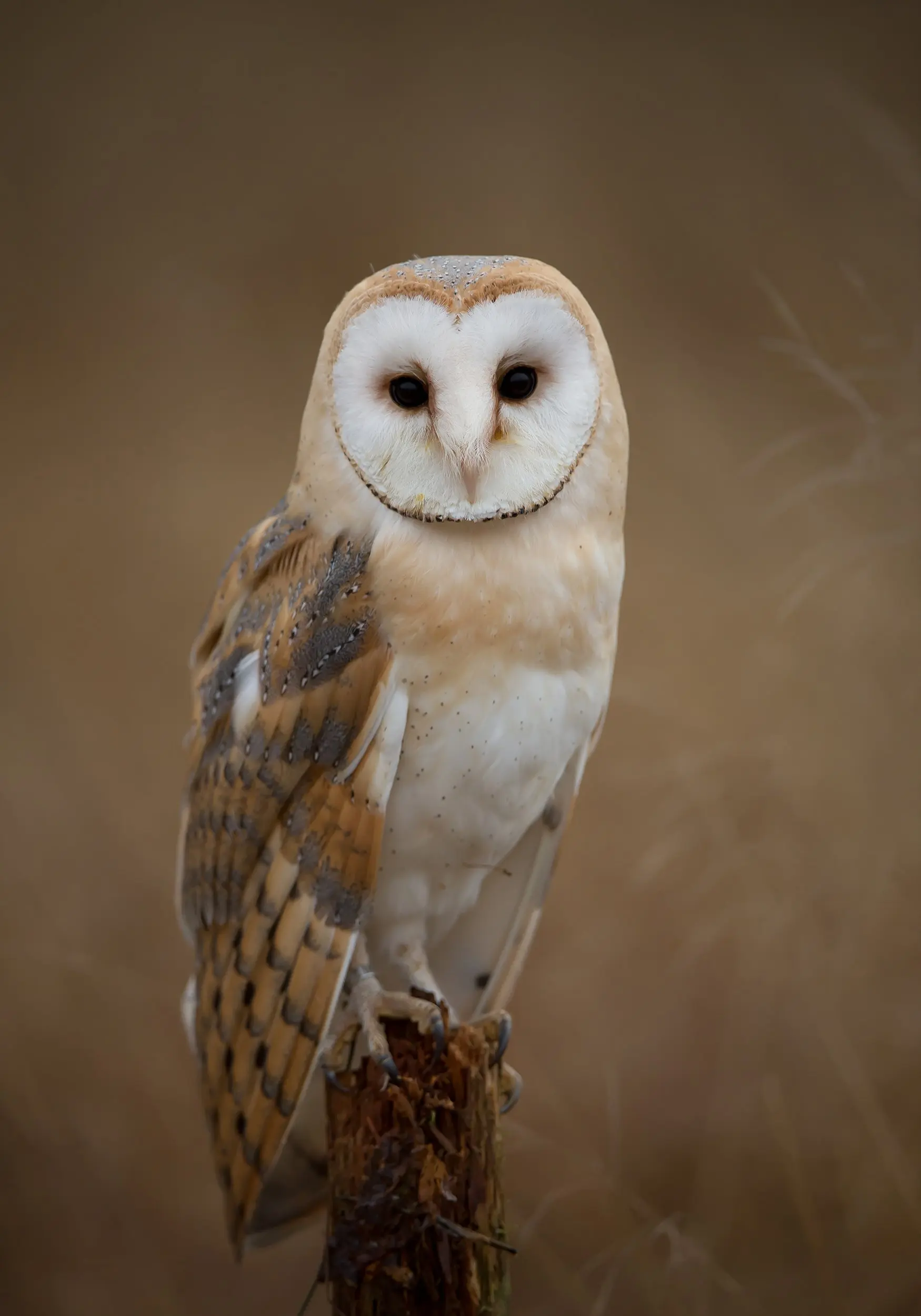 8 Species of Owl in Iowa - Bird Advisors