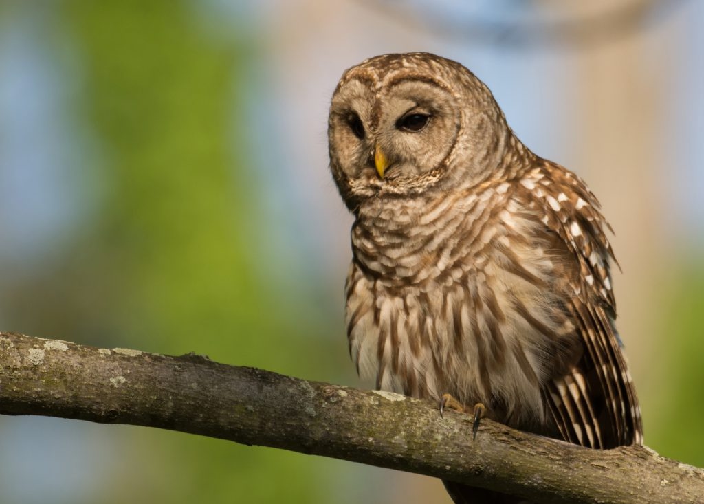 8 Species of Owl in Pennsylvania Bird Advisors