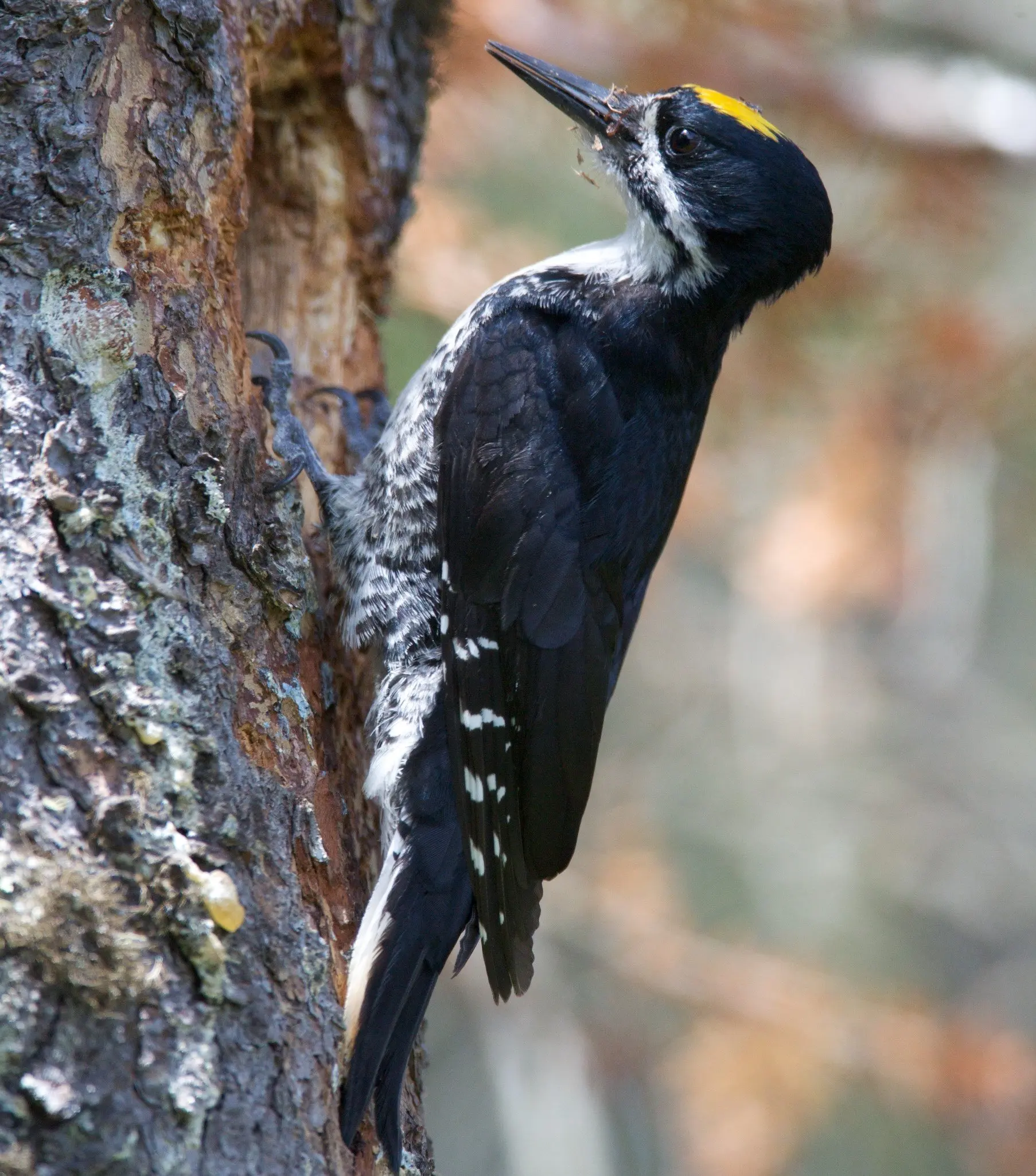 black-backed woodpecker