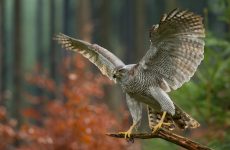 All The Birds Of Prey In New York And Their Calls