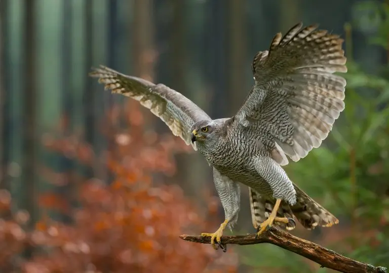 The Wildlife Trusts - Five of our more frequently seen birds of prey! 🦅  🔍Sparrowhawk - fairly small and the one you're most likely to see in your  garden. They have grey