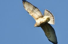 8 Species of Hawk in Vermont