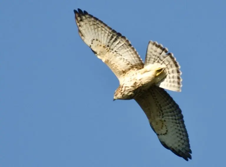 Broad-winged Hawk for identification