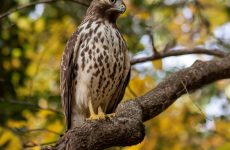All The Birds Of Prey In Maine And Their Calls