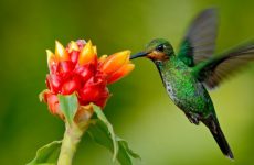 63 Plants and Flowers to Attract Hummingbirds