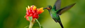 63 Plants and Flowers to Attract Hummingbirds