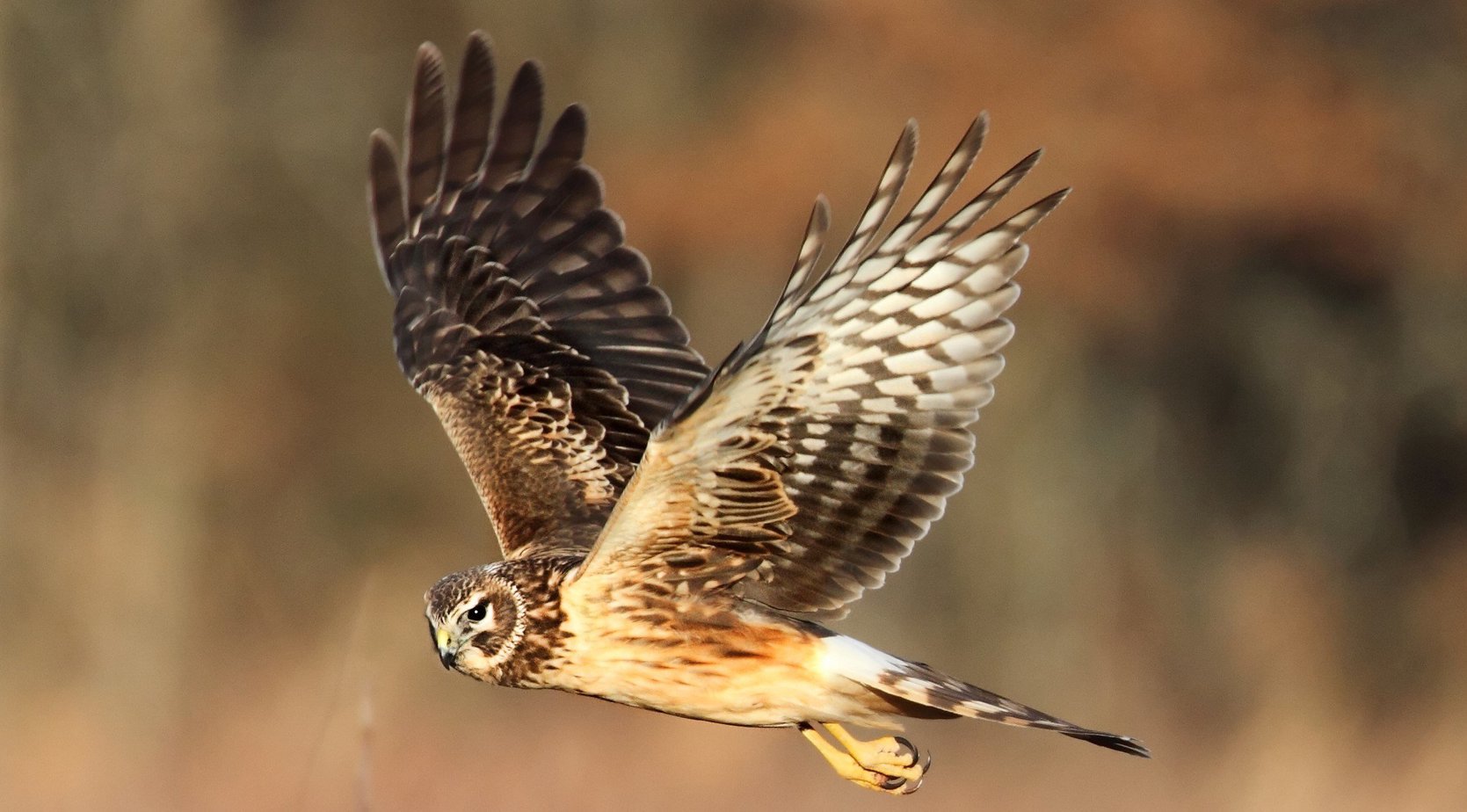 Northern Harrier Hawk for identification