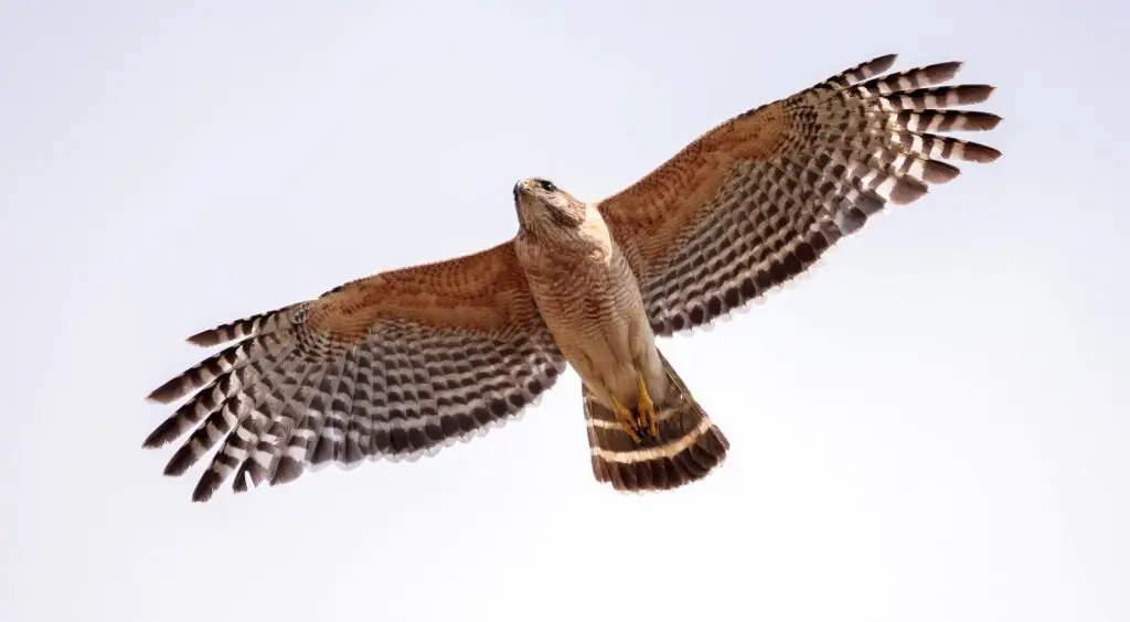 Red-shouldered Hawk for identification