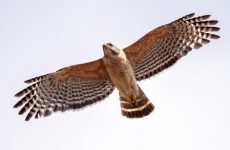 All The Birds Of Prey In Missouri And Their Calls