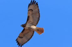 9 Species of Hawks in Quebec – Picture and ID Guide