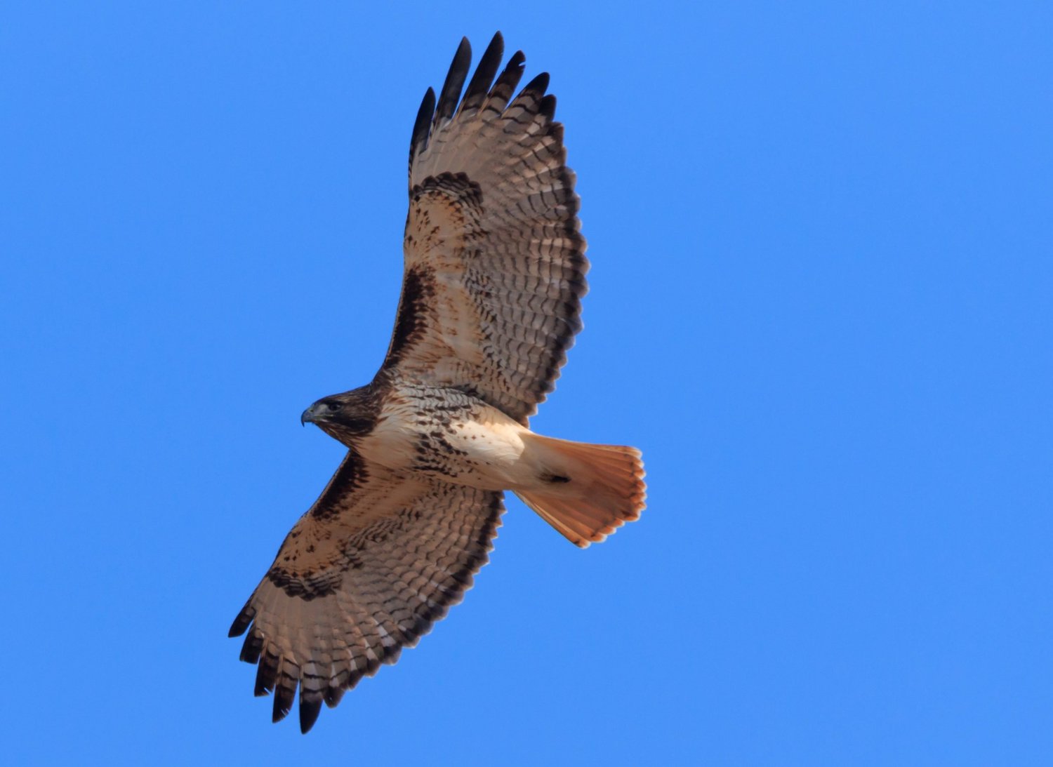 Red-tailed Hawk