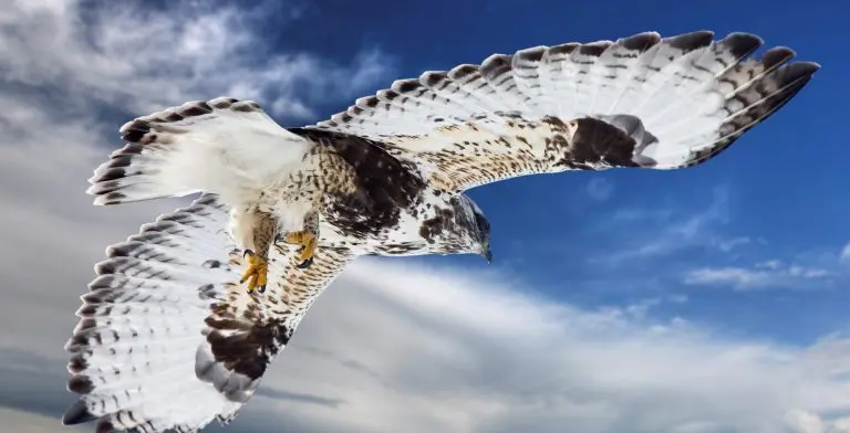 Rough Legged Hawk