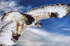 8 Species of Hawk in New York