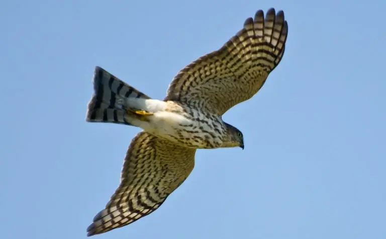 Sharp-shinned Hawk for identification