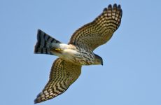 All The Birds Of Prey In Arkansas And Their Calls
