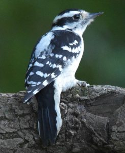 Downy woodpecker female