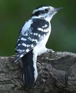 Downy woodpecker female