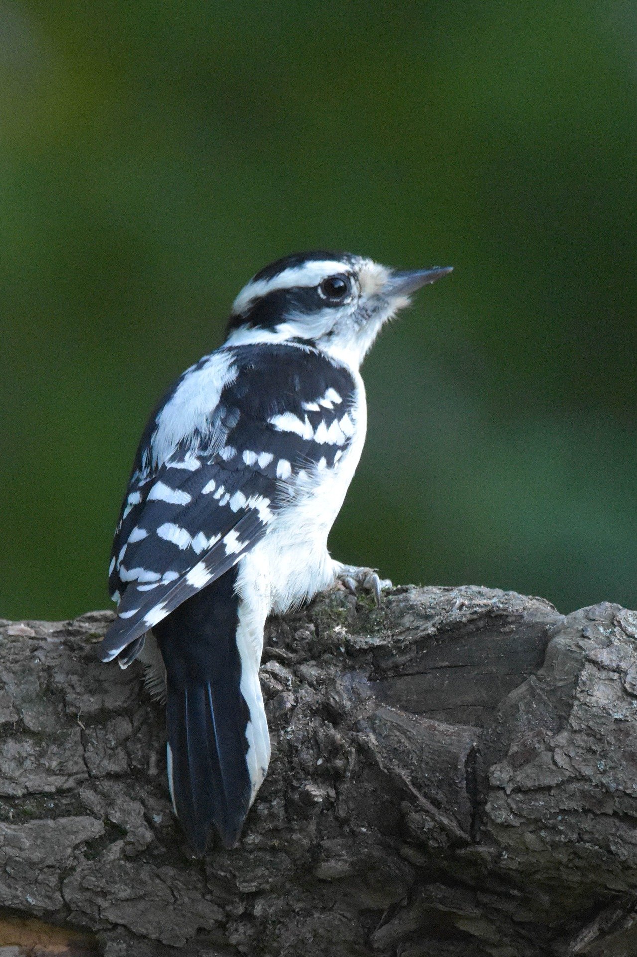 Downy woodpecker female