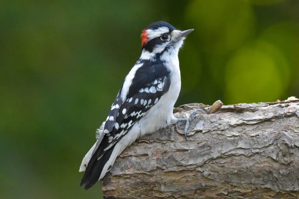 Downy Woodpecker for identification in Massachusetts MA