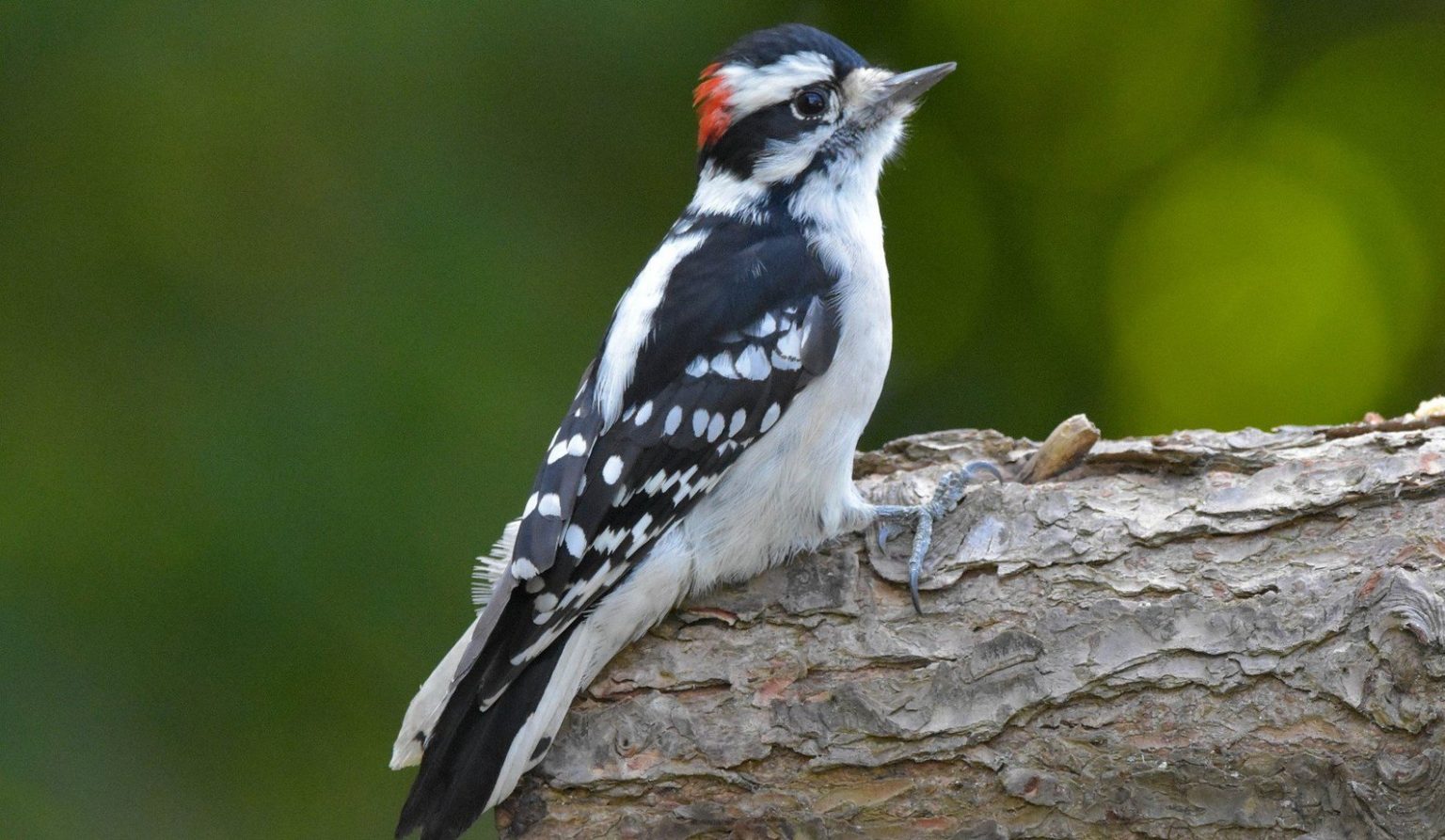 Everything You Need to Know About Woodpeckers in Vermont Bird Advisors