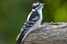 Top 20 Backyard Winter Birds in Wisconsin