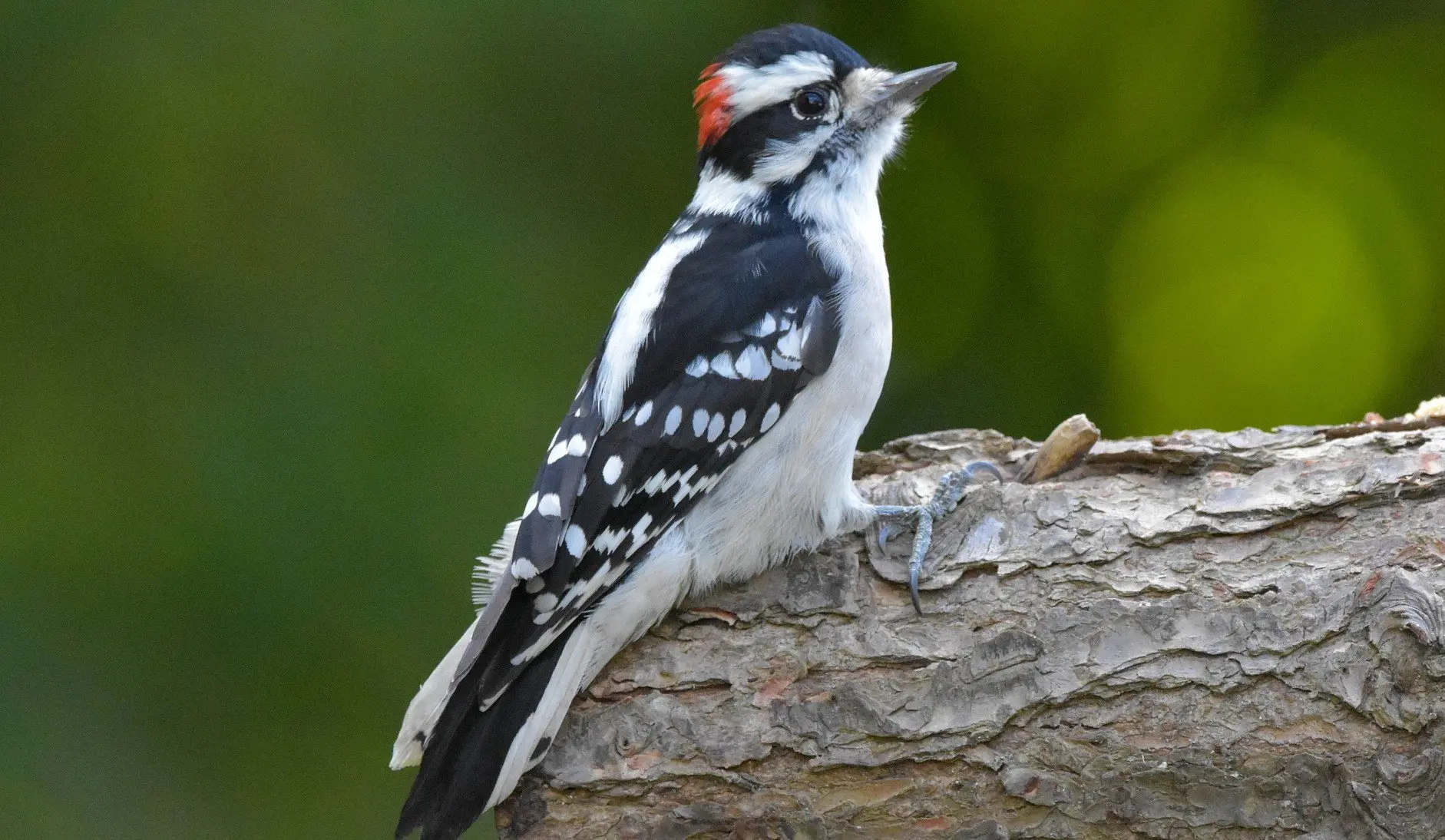 Downy woodpecker