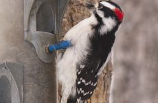 Everything You Need to Know About Woodpeckers in Indiana