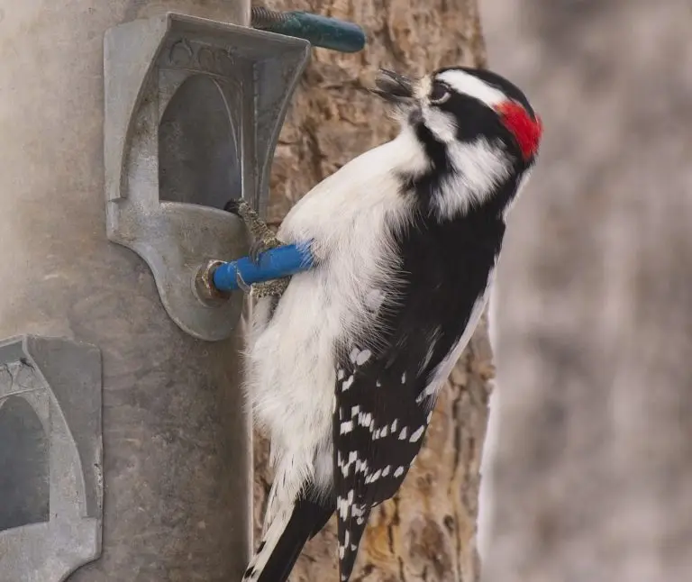 Downy woodpecker for identification