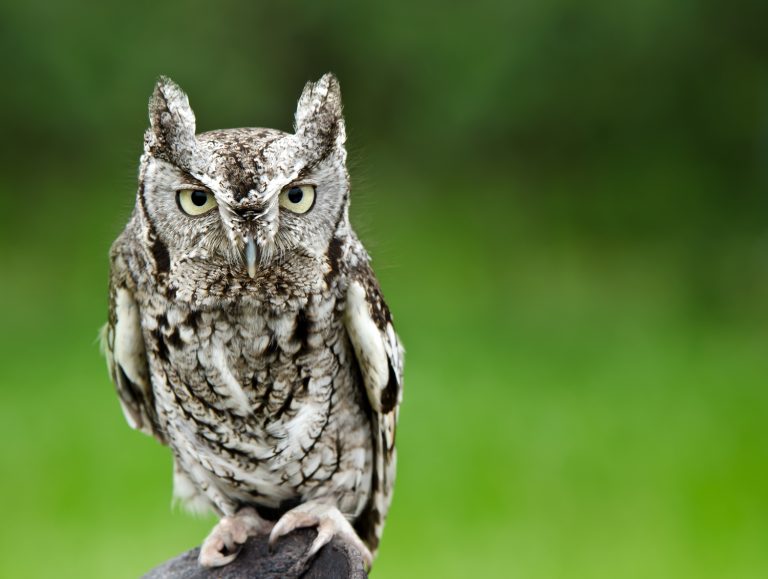 Eastern screech owl