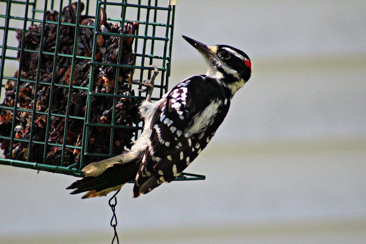 Hairy woodpecker feeder