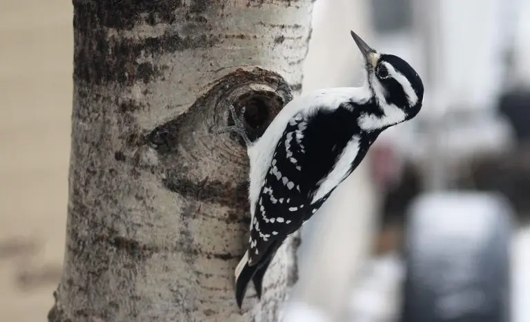 Hairy woodpecker female