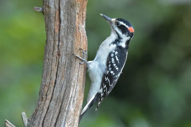 Hairy woodpecker for identification in Ohio