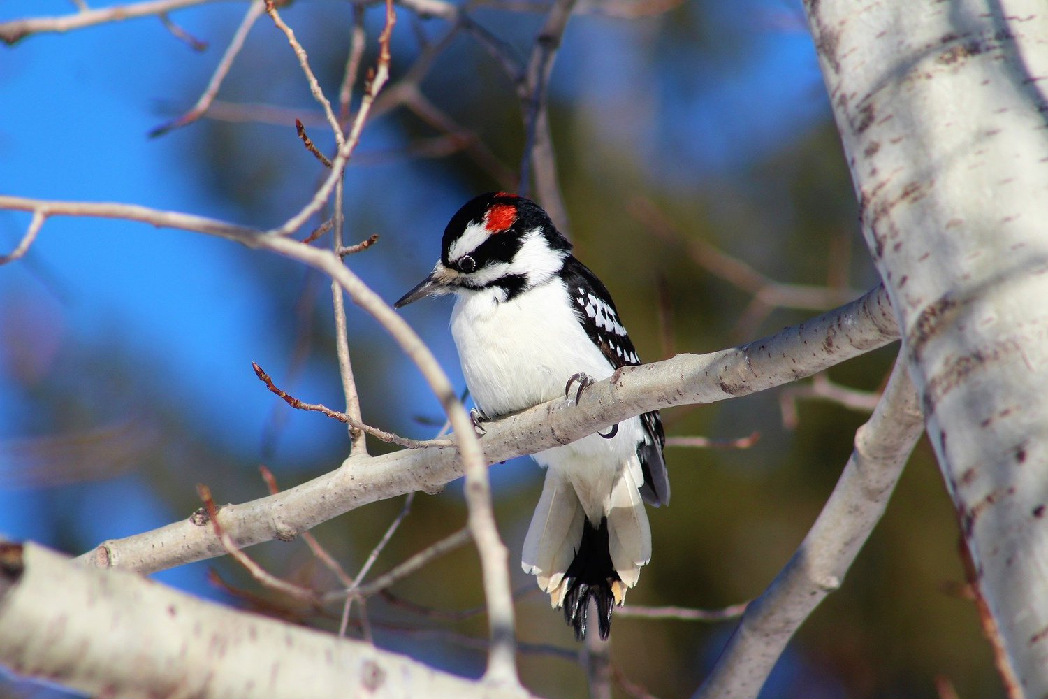 8 Species of Woodpecker in Maine Bird Advisors
