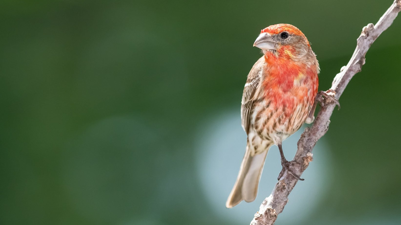 kæmpe Udvej Forekomme 10 Red Birds In Indiana – Picture And ID Guide