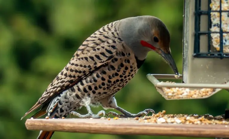 Northern Flicker