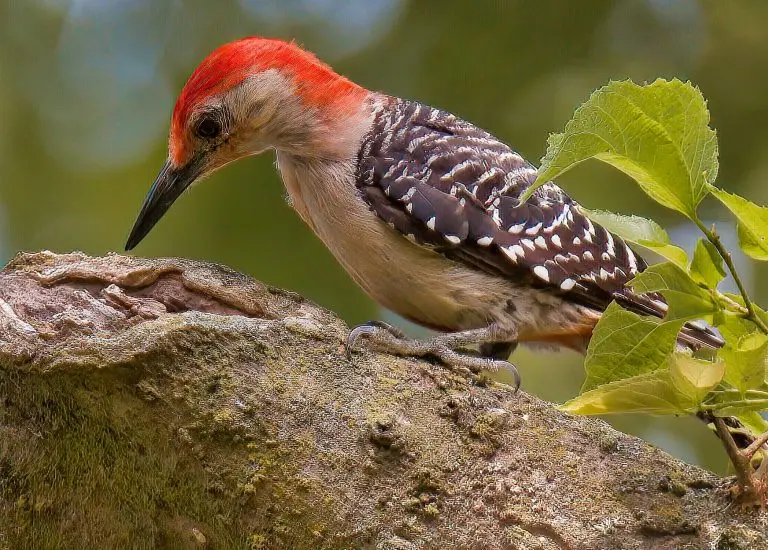 red-bellied woodpecker