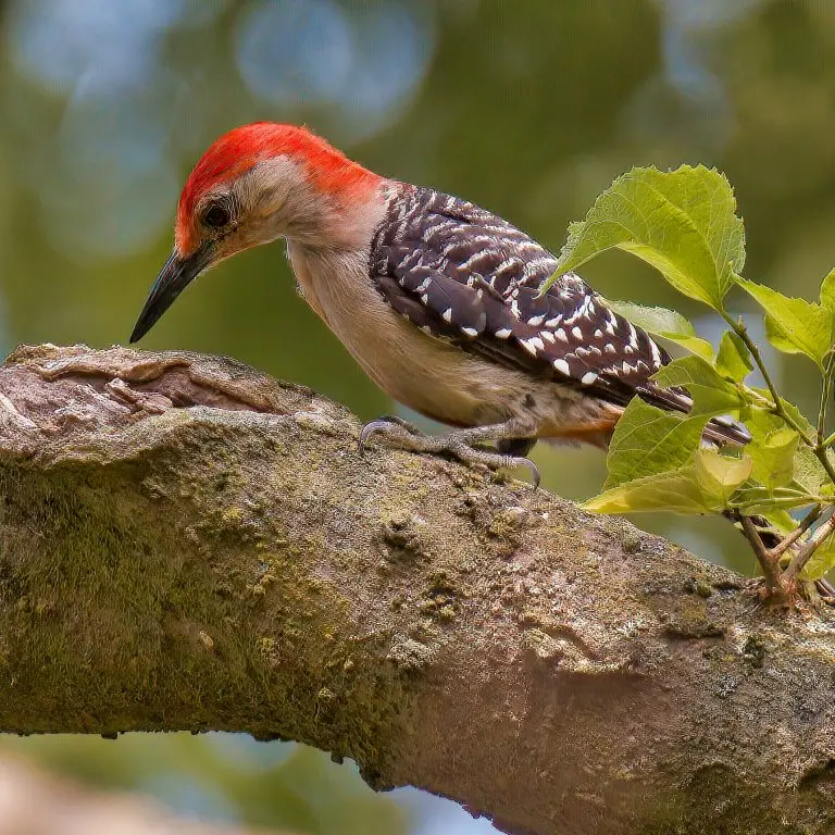 Top 30 Backyard Birds in Pennsylvania (Free Identification Printable