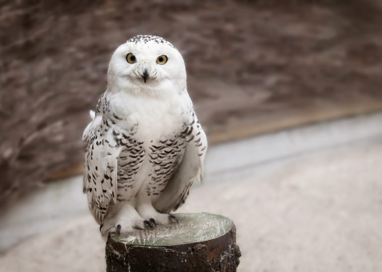 Snowy owl