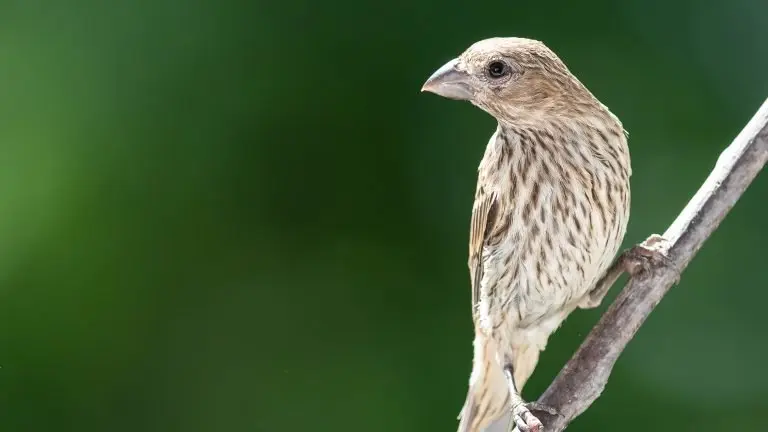 House finch female