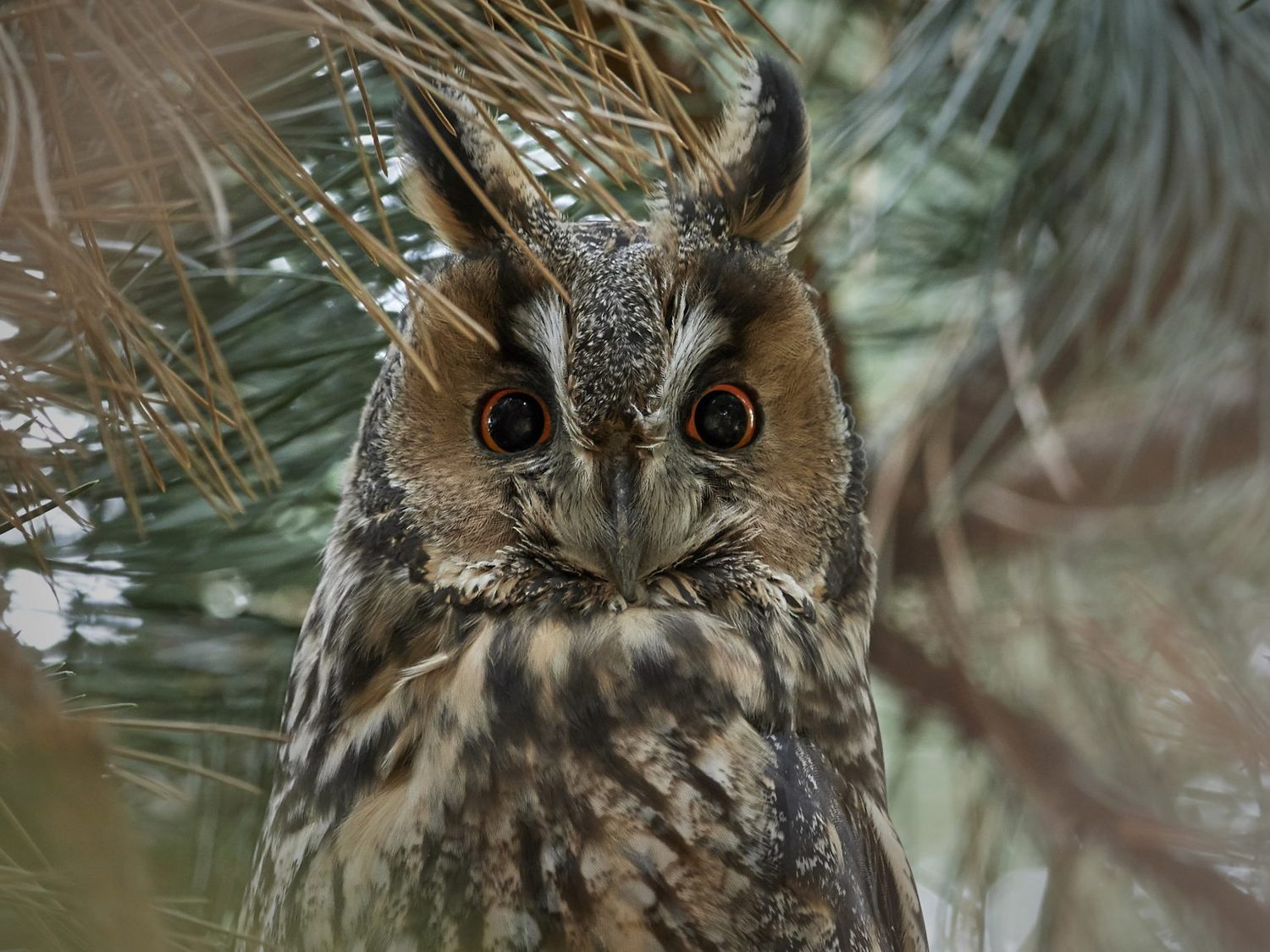 8 Species of Owls in Massachusetts Bird Advisors