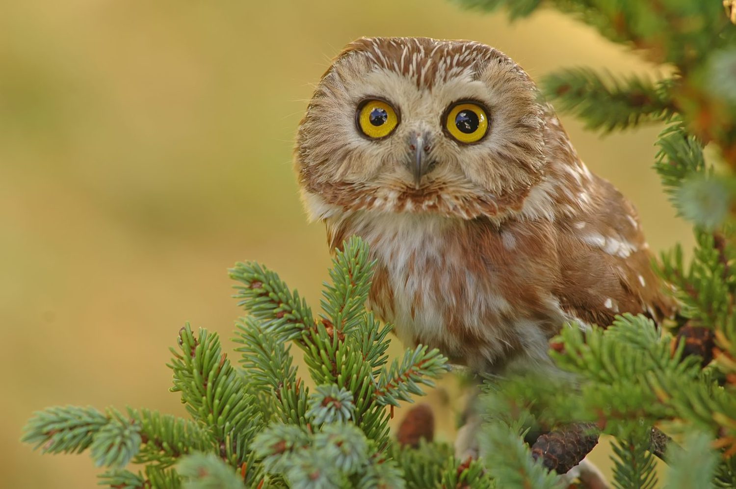 8 Species of Owls in Massachusetts Bird Advisors