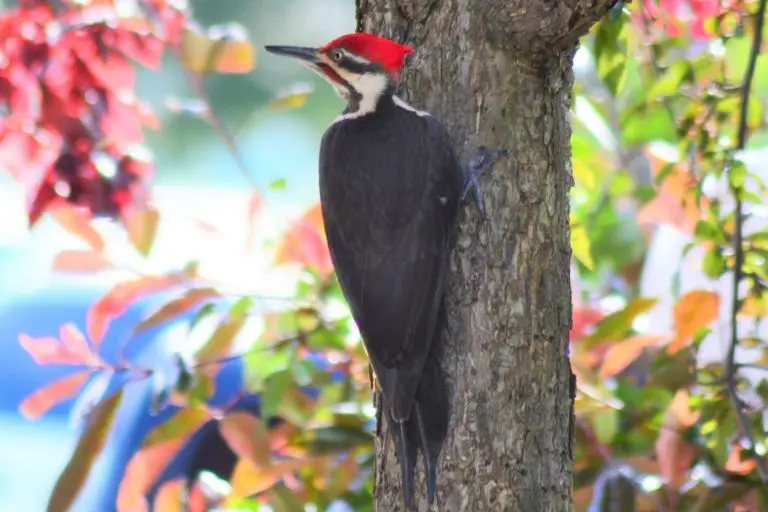 pileated Woodpecker