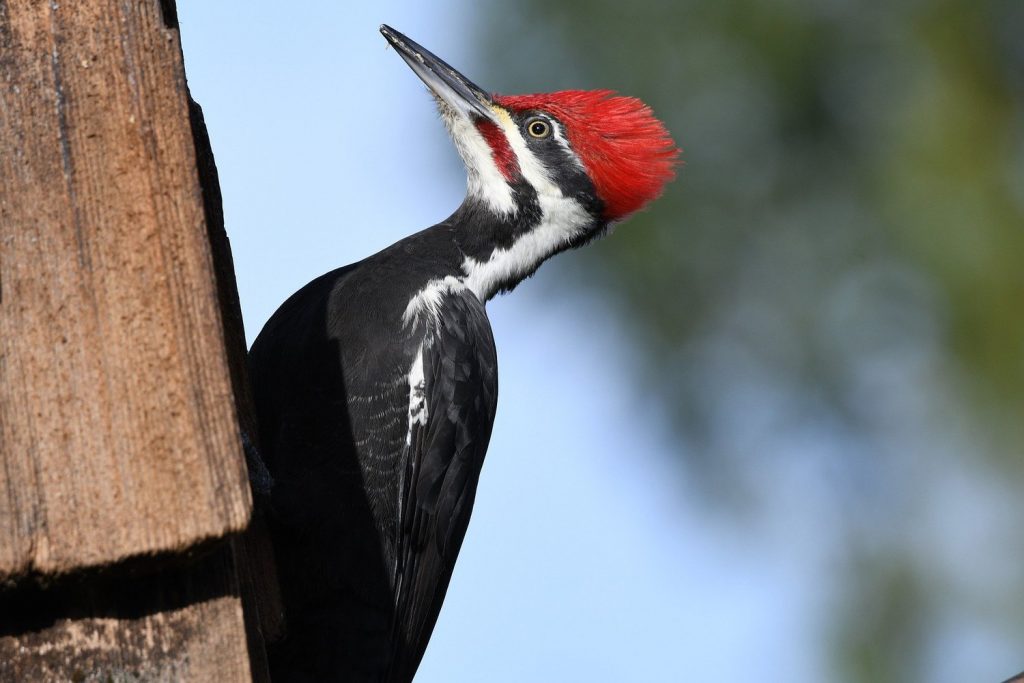 Pileated Woodpecker for identification in west virginia
