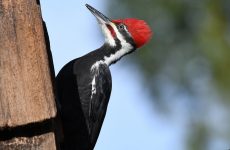 Everything You Need to Know About Woodpeckers in North Dakota
