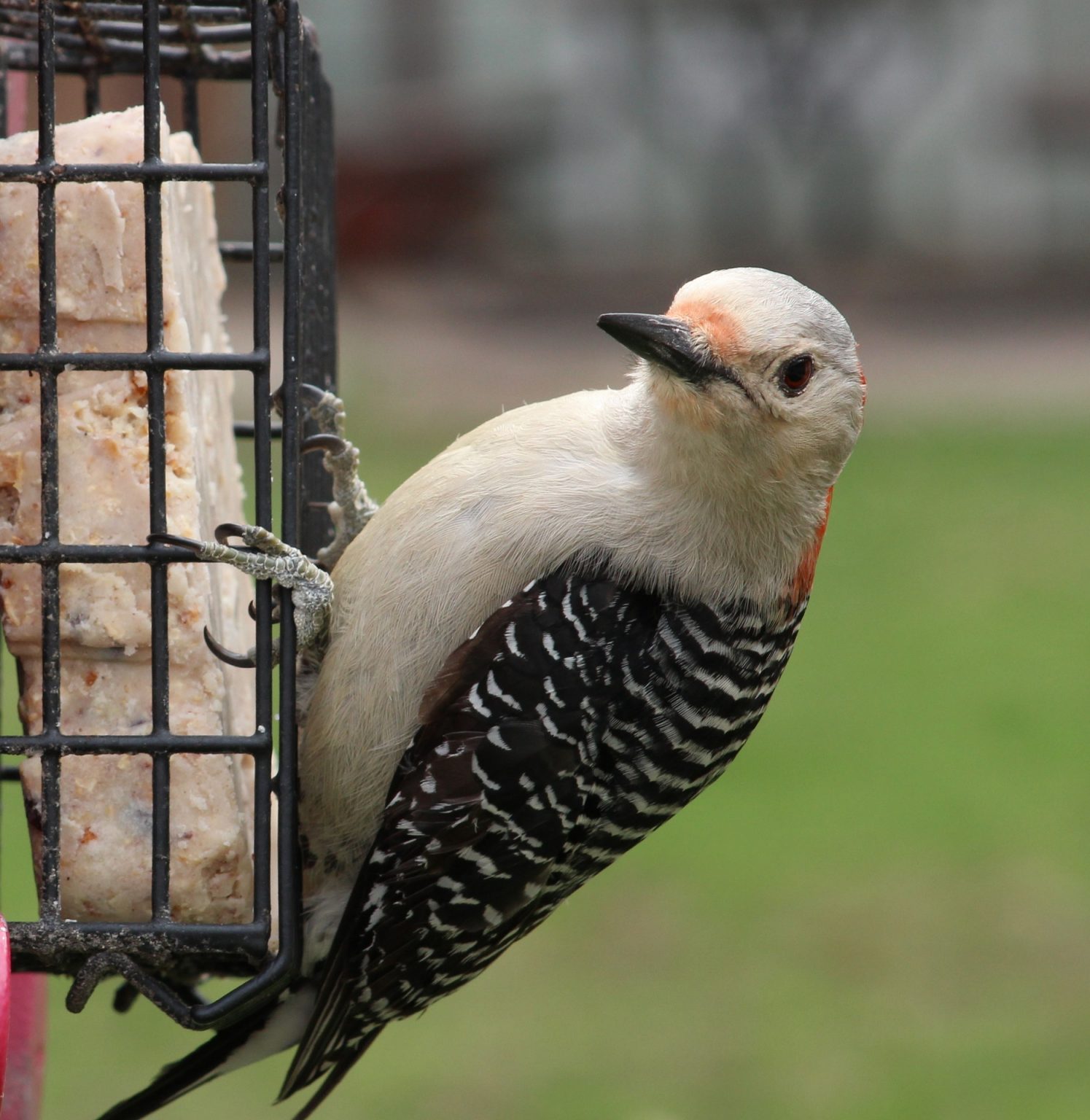 7 Species of Woodpecker in New Jersey Bird Advisors