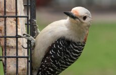 Why Birds Are Not Eating Your Suet (And How To Fix This)